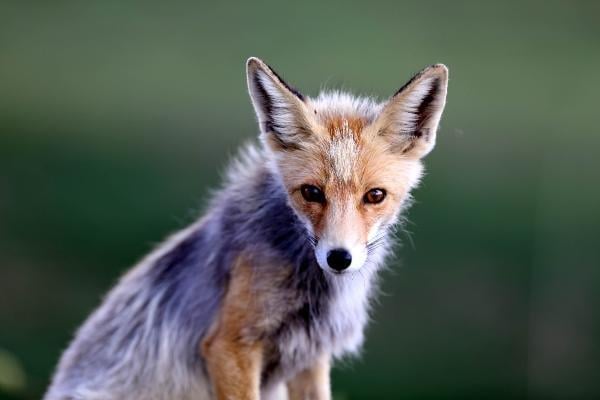 Rize'de yola inen tilkiyi sürücüler besledi