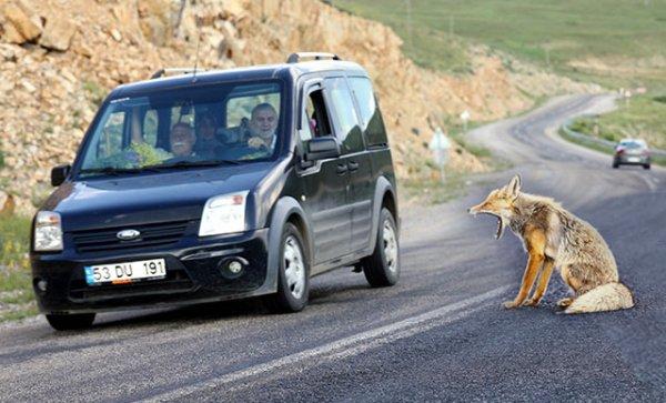 Rize'de yola inen tilkiyi sürücüler besledi