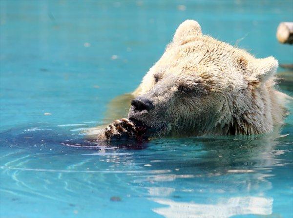 Konya hayvanat bahçesindeki ayıların kokteyl keyfi