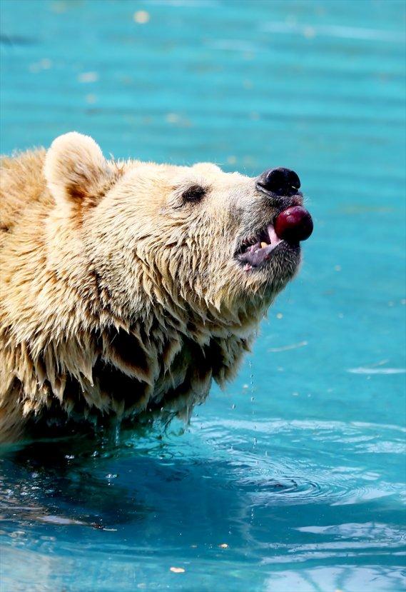 Konya hayvanat bahçesindeki ayıların kokteyl keyfi