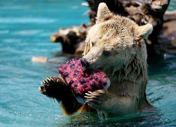 Konya hayvanat bahçesindeki ayıların kokteyl keyfi