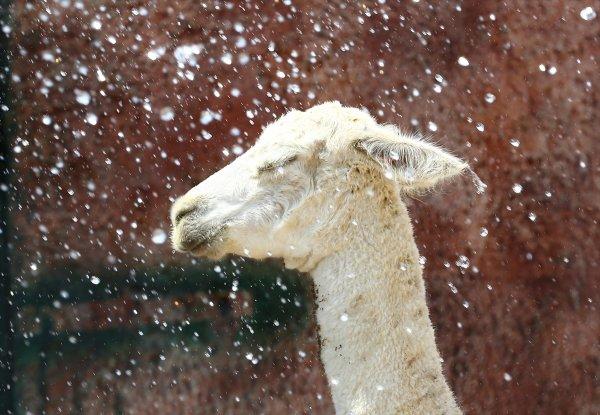 Konya hayvanat bahçesindeki ayıların kokteyl keyfi