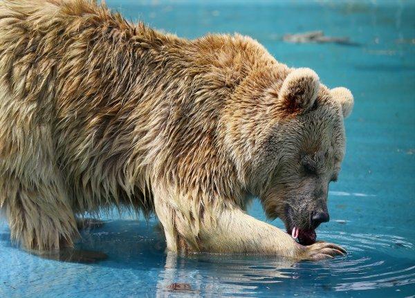 Konya hayvanat bahçesindeki ayıların kokteyl keyfi