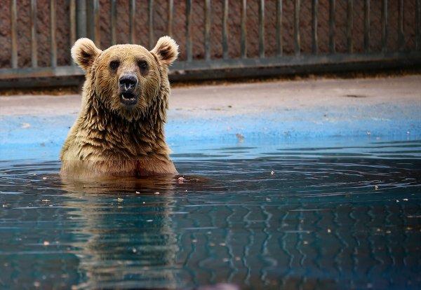 Konya hayvanat bahçesindeki ayıların kokteyl keyfi