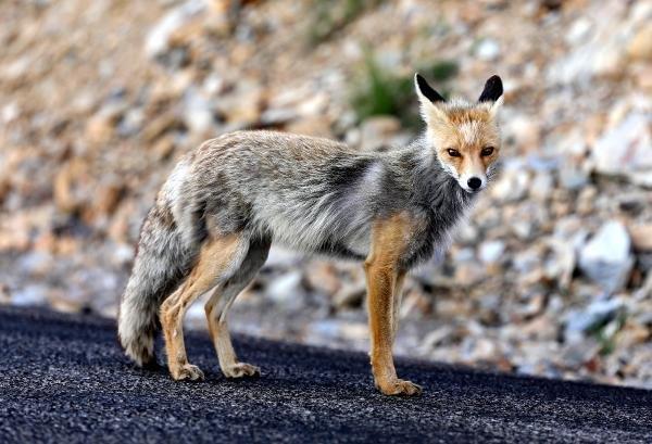 Rize'de yola inen tilkiyi sürücüler besledi