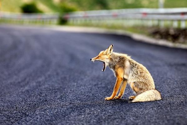 Rize'de yola inen tilkiyi sürücüler besledi