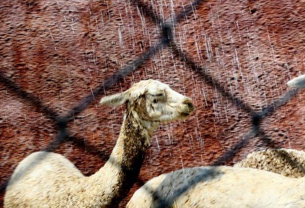 Konya hayvanat bahçesindeki ayıların kokteyl keyfi