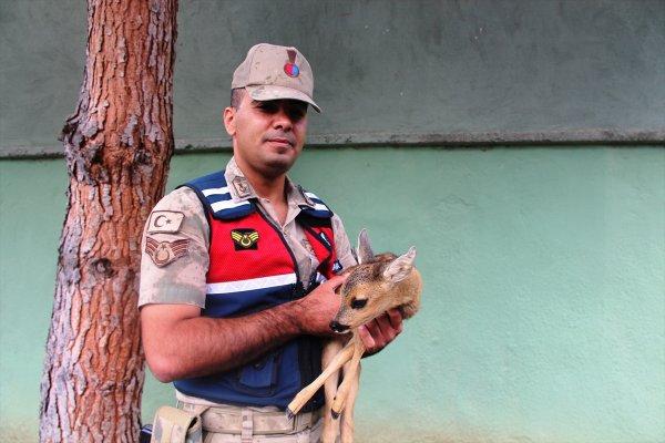 Yaralı karaca yavrusuna jandarma sahip çıktı