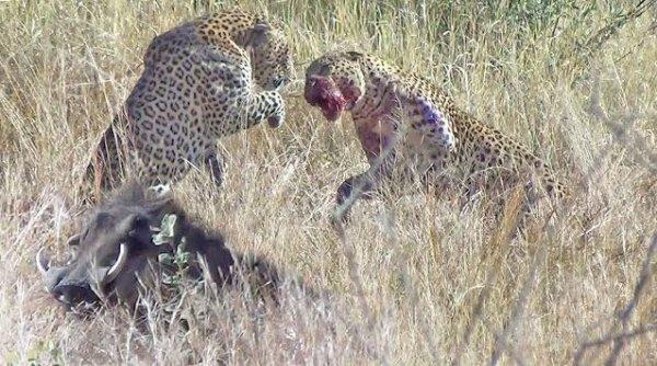 Afrika’da leoparların düellosu