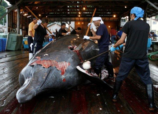 Japonya balina katliamına geri döndü