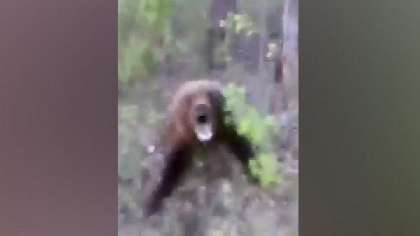 Rusya’da ayıya tekme atan adam