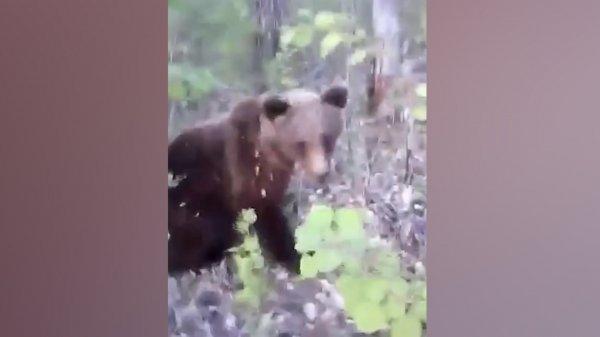 Rusya’da ayıya tekme atan adam