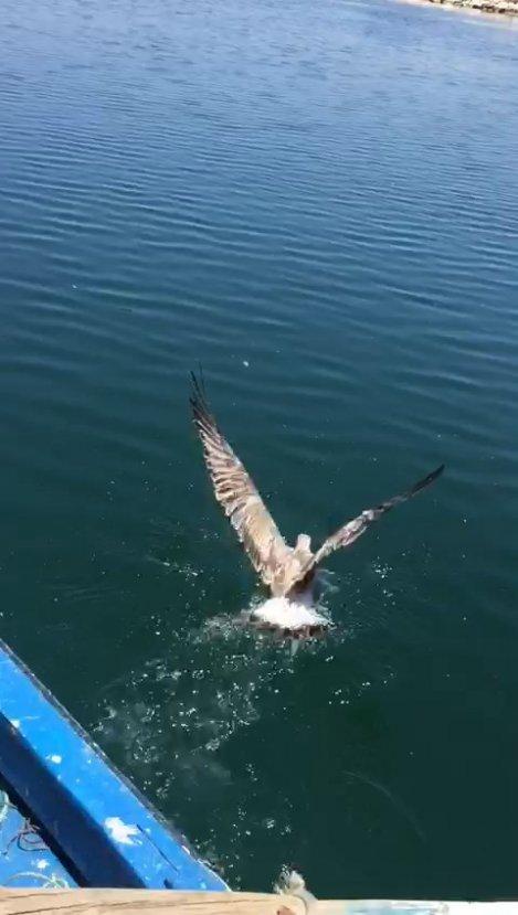 İpe dolanan martıyı balıkçılar kurtardı