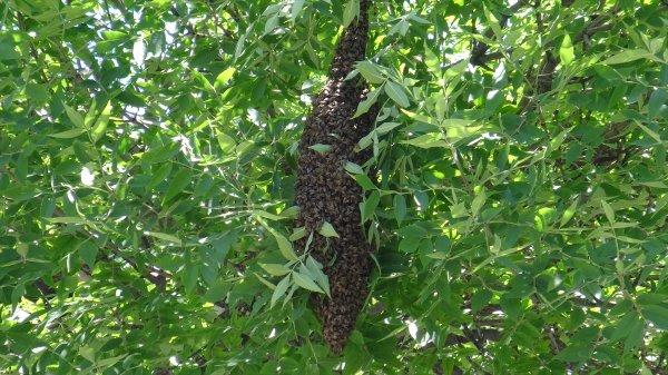 Kars'ta arı kolonisi firar etti