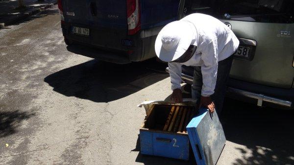 Kars'ta arı kolonisi firar etti