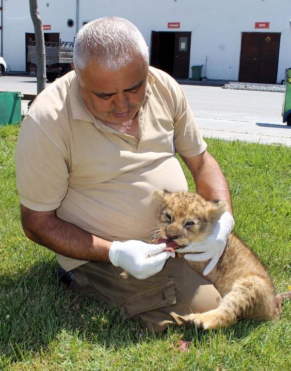 Kayseri'de yavru aslanı, bakıcılar besliyor
