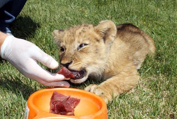 Kayseri'de yavru aslanı, bakıcılar besliyor
