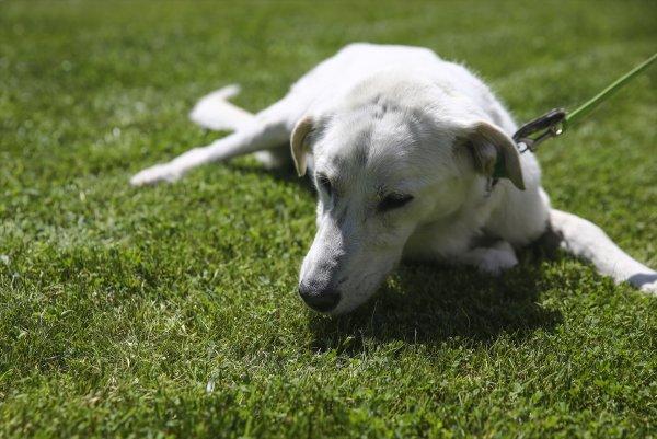 Pergel'e bakanlığın bahçesinde bakılıyor