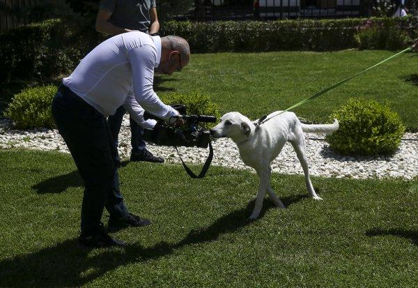 Pergel'e bakanlığın bahçesinde bakılıyor
