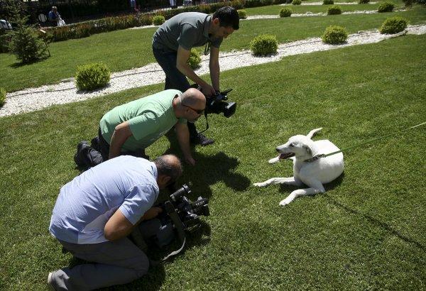 Pergel'e bakanlığın bahçesinde bakılıyor