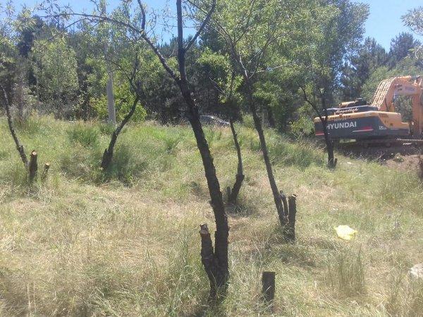 ODTÜ'de ağaç kesimi durduruldu