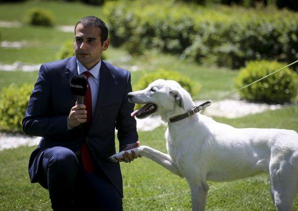 Pergel'e bakanlığın bahçesinde bakılıyor