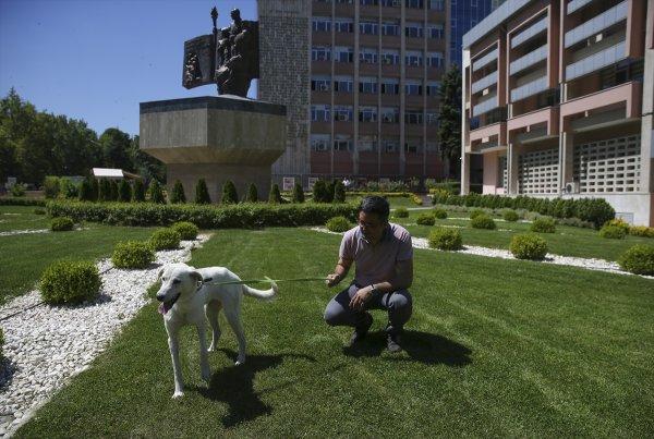 Pergel'e bakanlığın bahçesinde bakılıyor