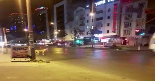 Esenyurt'ta kırmızı ışıkta bekleyen köpek