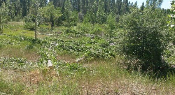 ODTÜ'de ağaç kesimi başladı
