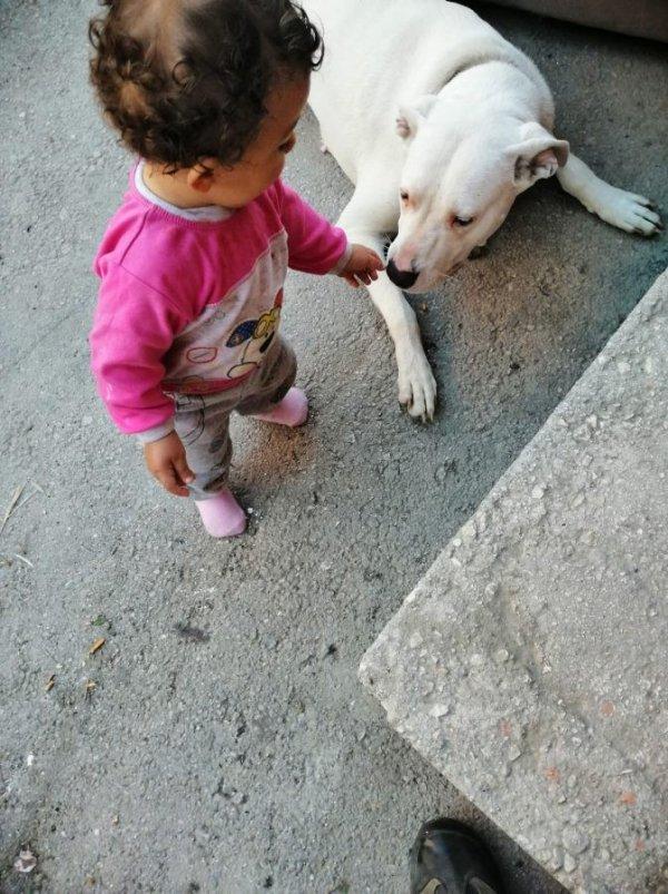 Bursa'da hamile köpeği katlettiler