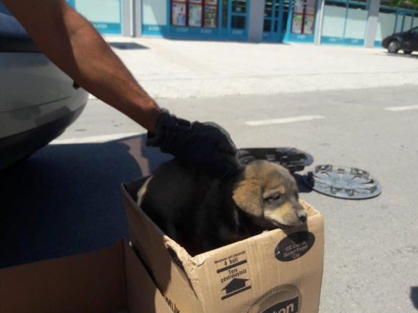 Kocaeli'de otomobilin teker kısmına giren köpek kurtarıldı