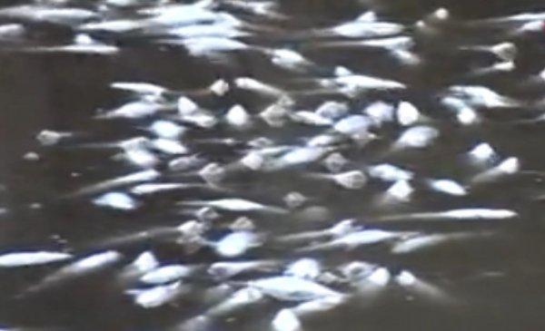 Vakfıkebir'de, 150 bin alabalık telef oldu