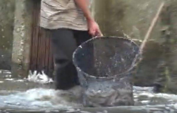 Vakfıkebir'de, 150 bin alabalık telef oldu