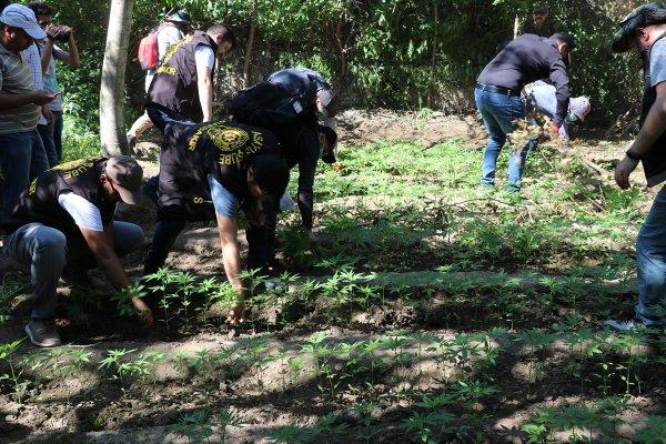 Diyarbakır'da dikili 2 bin kök Hint keneviri yakalandı