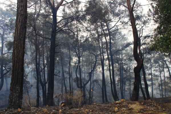 Dalaman'daki yangının boyutu gün ağarınca ortaya çıktı