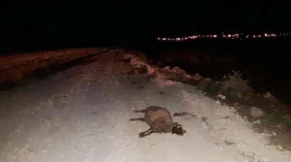 Kamyonet koyunlara çarptı, 25 hayvan telef oldu