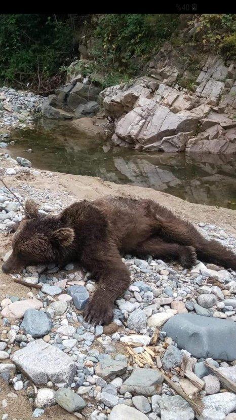 Dere kenarına inen ayıyı tüfekle öldürdüler