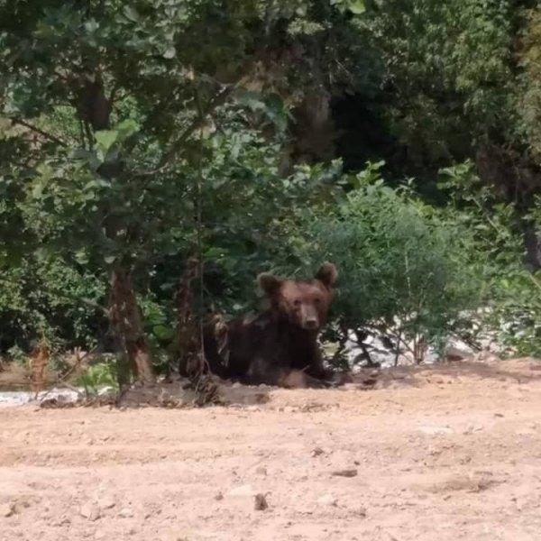 Dere kenarına inen ayıyı tüfekle öldürdüler