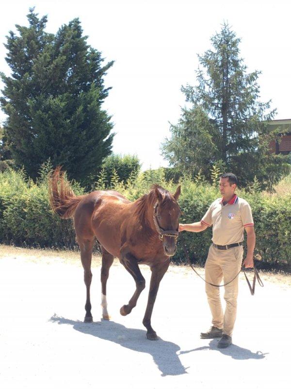 TJK'nin İngiliz atı üretim merkezi: Bursa Karacabey