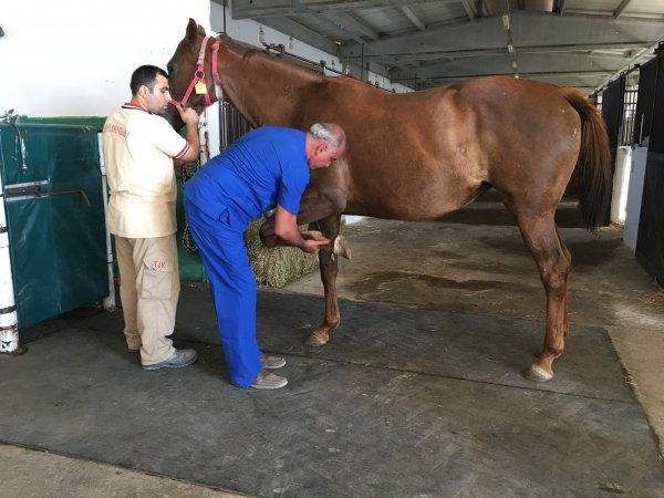TJK'nin İngiliz atı üretim merkezi: Bursa Karacabey