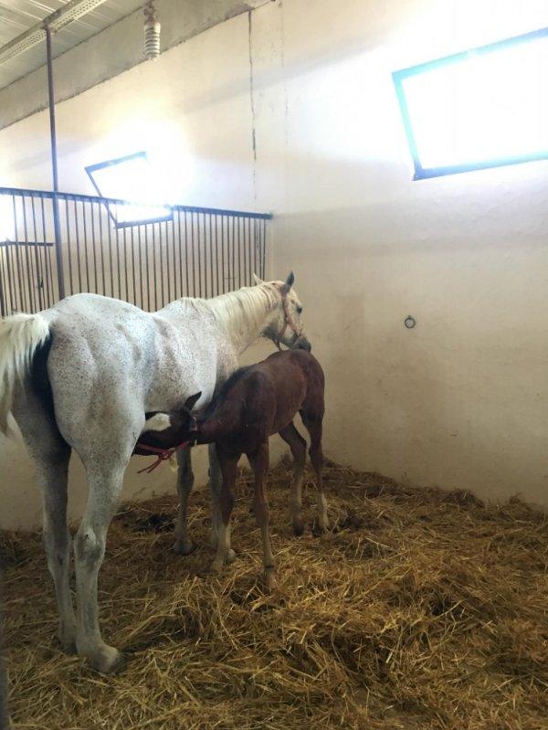 TJK'nin İngiliz atı üretim merkezi: Bursa Karacabey