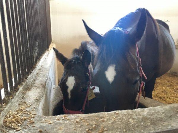 TJK'nin İngiliz atı üretim merkezi: Bursa Karacabey
