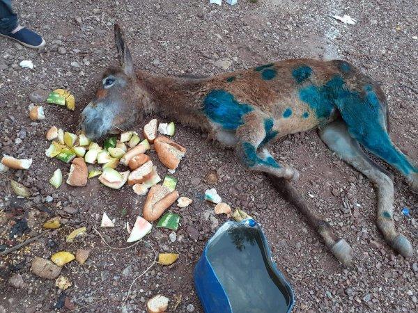 Uyuz olduğu için ormana terk edilen eşek, kurtarıldı