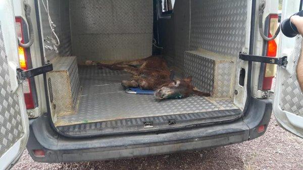 Uyuz olduğu için ormana terk edilen eşek, kurtarıldı