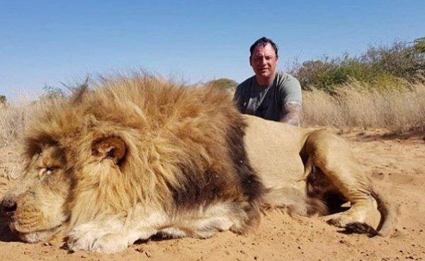 Afrika'da aslanları avladılar