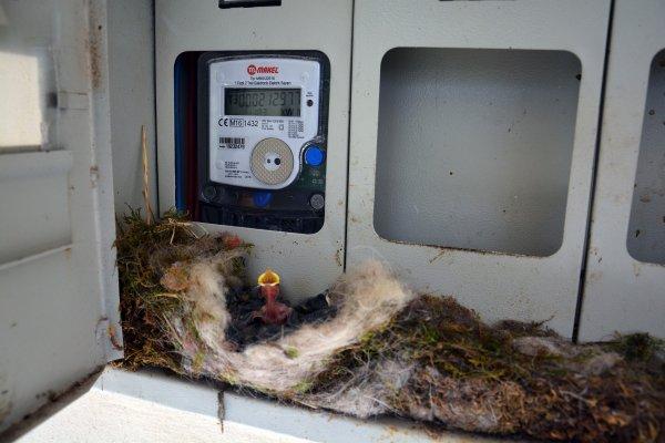 Elektrik saatine yuva yapan kuş, evi elektriksiz bıraktı