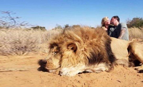Afrika'da aslanları avladılar