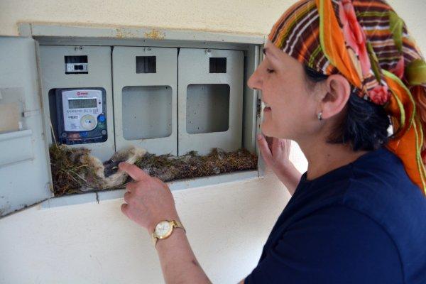 Elektrik saatine yuva yapan kuş, evi elektriksiz bıraktı