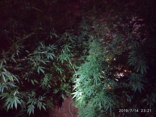 Balıkesir'de 10 kök keneviri yetiştiren kişi tutuklandı