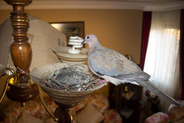 Bursa'da bir kumru, yavrulamak için evin avizesini seçti